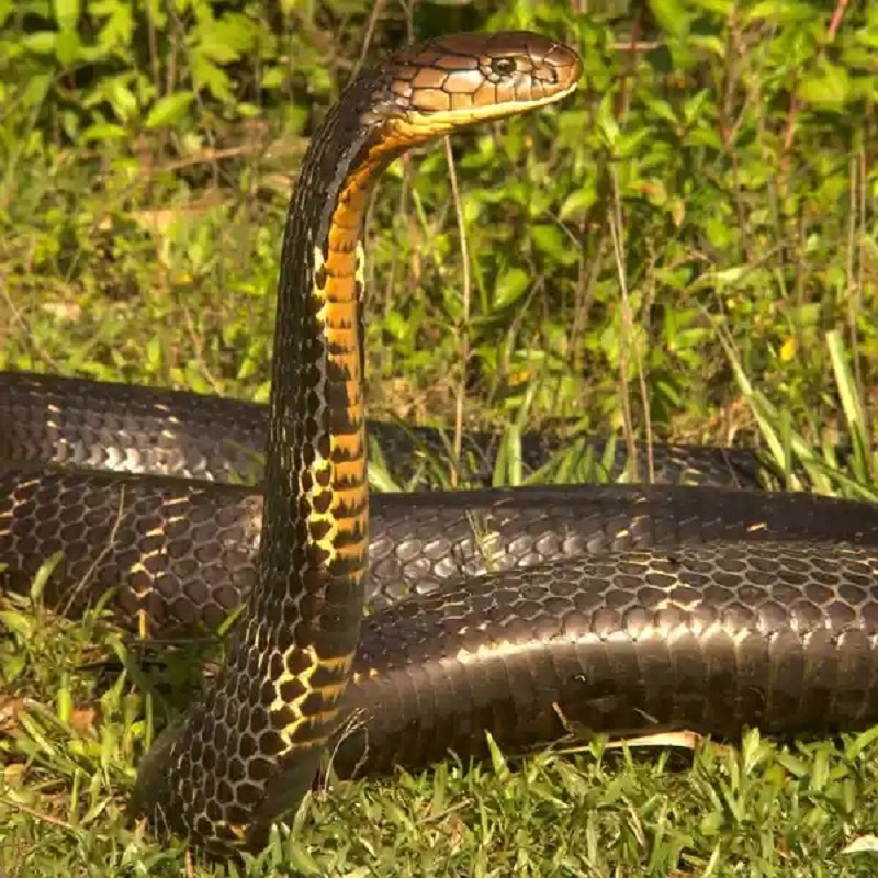   Tình trạng mất môi trường sống đang đe dọa sự tồn tại của loài rắn hổ mang chúa trong các khu rừng ở Nam Á và Đông Nam Á. (Ảnh: IUCN) 